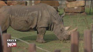 Tulsa Zoo's Rhino Exhibit with Sarah