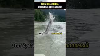 ТОП 3 МЕГА РЫБЫ, О КОТОРЫХ ВЫ НЕ ЗНАЛИ! #shorts