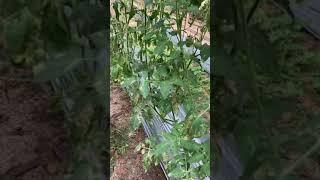 Tomatoes at Mi Familia Farm