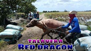 team red dragon BUHAY BUKID JRTV