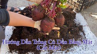 Chia Sẽ Trồng Củ Dền Đỏ (Cắt Mặt)Trồng Chơi Ăn Thiệt #TuanNguyenVlogsUSA.