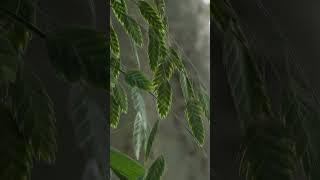Chelsea flower show 2023 / Дмитрий Туркан (часть 3) #магияфлористики #shorts