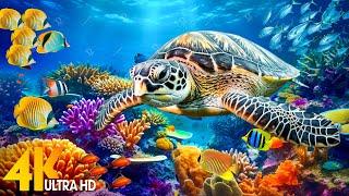 [NEW] 11HR Stunning 4K Underwater Footage - Rare & Colorful Sea Life Video-Relaxing Sleep Music #150
