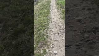 Wild Ride along River Tails of an Old Geezer in Nature #trending #shorts #ytshorts