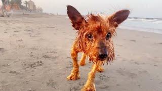 Took This Yorkie To A Beach Instead Of The Rainbow Bridge When His Family Dumped Him After 15 Years!