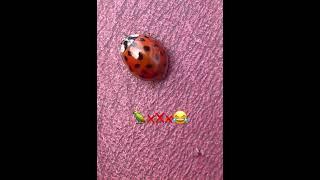 #beautiful #red #bug #ladybug #ladybird #green #parrots #squawking #always #flying #insect #insects