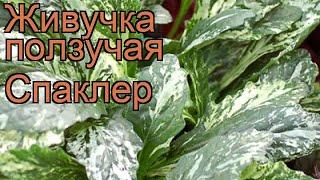 Живучка ползучая Спаклер (ajuga reptans sparkler)  обзор: как сажать, рассада живучки Спаклер