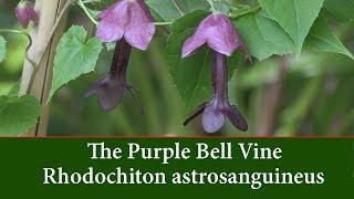 Rhodochiton astrosanguineus - Purple Bell Vine