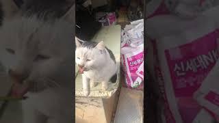 길고양이 빵떠기 츄르 먹기
