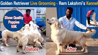 Golden Retriever Grooming | Ram Lakshmi's Kennel at Hosur | Dreamer Paul Vlog | Tamil