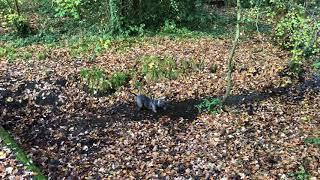 Blue Staffordshire Bull Terrier is having fun in the woods