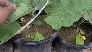 Want a Healthy Life? Plant Fruit Trees at Home! | Easy & Beneficial
