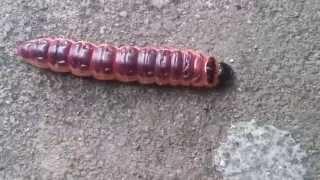 Funny caterpillar (Baku)