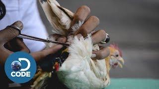 Chicken Beauty Pageant