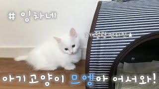 [먼치킨나폴레옹] #므엥이 #먼치킨 #반려묘 #새식구 #2개월