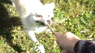 Biscuit tugs a willow branch