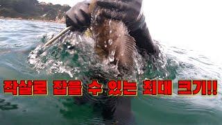 놀라지 마세요 !!민통선 지역 허가없이 갈수없는곳!!최고가 대물들이 깔렸다!  / A big fish caught with a harpoon!!