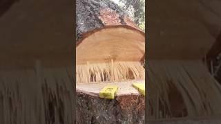 Hinge Wood Exposed!