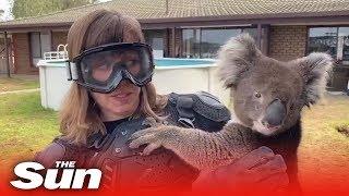 British TV reporter pranked into thinking koala was dangerous 'drop bear'