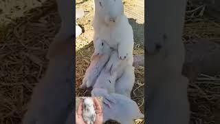 rabbit mother milk feeding to her baby