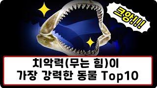 지구상 치악력(무는 힘)이 가장 강력한 동물 Top10