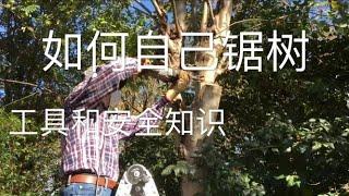 大树危及房子和草地：如何自己砍树      Removing Tree ourself