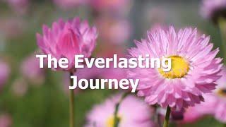 Journey of the Everlasting Flower