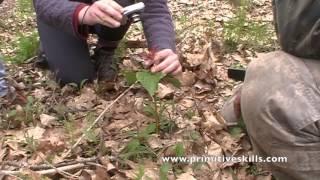 Foraging for Plant Medicine - Intro to Trillium