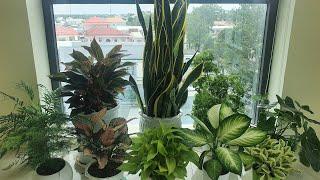 Chi tiết cách chăm sóc kiểng nội thất (How do you care for indoor plants)