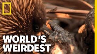 Echidna | World's Weirdest