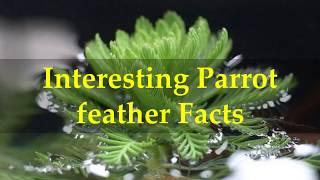 Interesting Parrot feather Facts