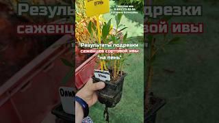 Результаты подрезки саженцев сортовой ивы на пень! #ива #лоза #сортоваяива #саженцыивы #посадкаивы