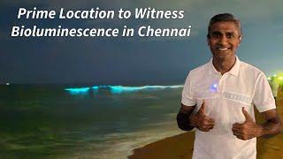 Prime Spot to Witness Bioluminescence in Chennai | Bioluminescent at ECR Road, Palavakkam