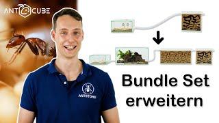 ANTCUBE Erweiterung für Camponotus nicobarensis Bundle Offer