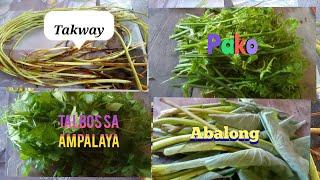 Pangunguha ng Pako takway talbos sa ampalaya at abalong buhay Probinsya