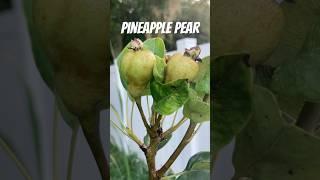 So thrilled it finally has fruit! #pear #garden #farm #homegrown #backyardgarden #harvest #shorts