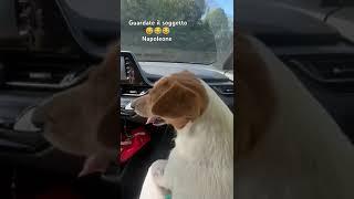 #cute #dog #car #shorts #shortvideo #viralvideo #viralshorts #vlog #video #funny #love #life #new