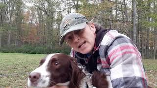 Brittany Spaniel Energy - The Brittany Likes to Run Hard and Fast; They are Serious Runners