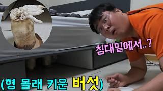 형 침대 밑에 몰래 버섯 키우기ㅋㅋㅋ