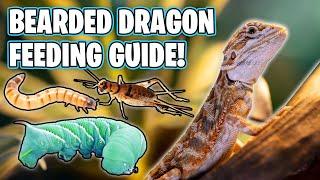 Bearded Dragon Diet - What Can Bearded Dragons Eat?