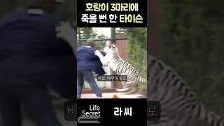 호랑이 3마리에 죽을 뻔한 타이슨ㅎㄷㄷ#shorts