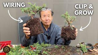 Wiring VS Clip & Grow Method on the Same Juniper Bonsai