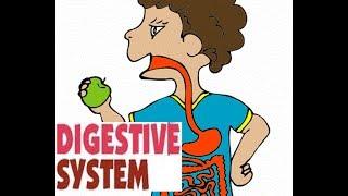 Digestive system function Digestive System Organs