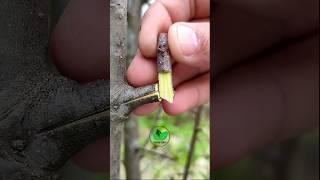 Easy grafting techniques for apple tree graft best video 3D #satisfying #amazing #tree #fruit