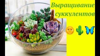 СУККУЛЕНТЫ : КАК ВЫРАЩИВАТЬ и РАЗМНОЖАТЬ #СУККУЛЕНТ  #КАКТУС  #ХАВОРТИЯ #ЭЧЕВИЕРИЯ  #oldenburgru#118