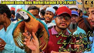 Lalukhet Exotic Birds Market Karachi 8-9-24 Part 1 | Hen and Rooster and Unique and Rare Parrots