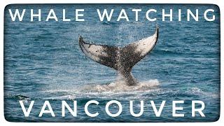 Prince of Whales, Whale Watching Tour in Vancouver B.C.