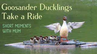 Babies Riding On Mum's Back | Goosander Ducklings (Mergus Merganser)