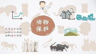 什么是动物保护主义？What is Animal Protectionism?【柴知道ChaiKnows】【科普Science】【冷知识Trivia】