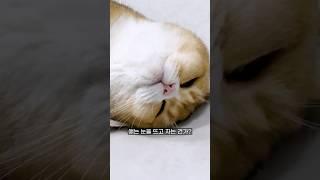 만족스러운 하루를 보낸 고양이들은 어떻게 잘까? #냥춘기 #cat #고양이일상